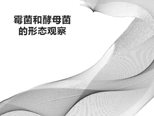 霉菌和酵母菌认知 酵母菌和霉菌的个体形态观察