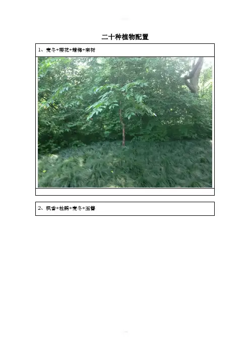 二十种植物配置模式配图片