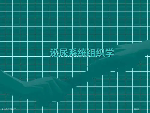 泌尿系统组织学