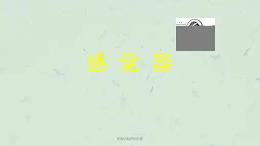 眼睛结构详细图解课件