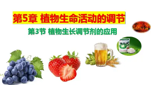 【生物】植物生长调节剂的应用课件-2024-2025学年高二上学期人教版选择性必修一