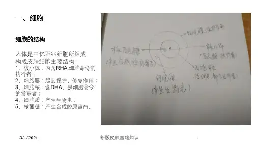 新版皮肤基础知识培训课件