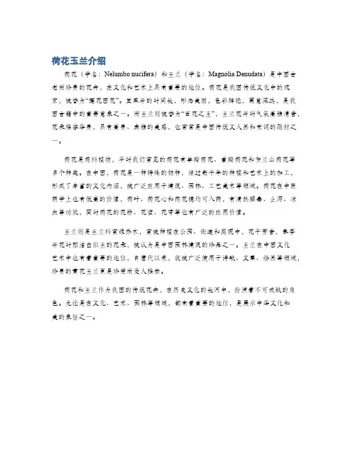 荷花玉兰介绍