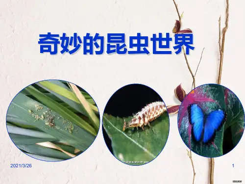 《奇妙的昆虫世界》PPT课件