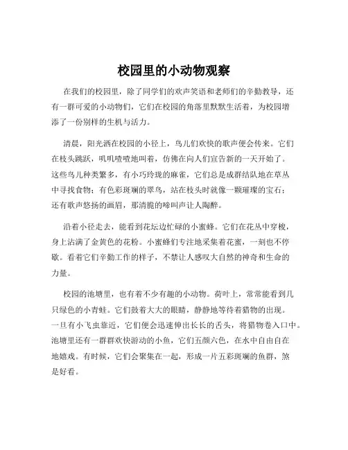 校园里的小动物观察