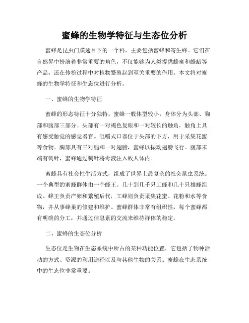 蜜蜂的生物学特征与生态位分析