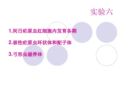 人体寄生虫学实验