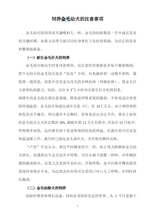 饲养金毛幼犬的注意事项