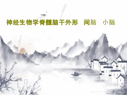 神经生物学脊髓脑干外形间脑小脑课件