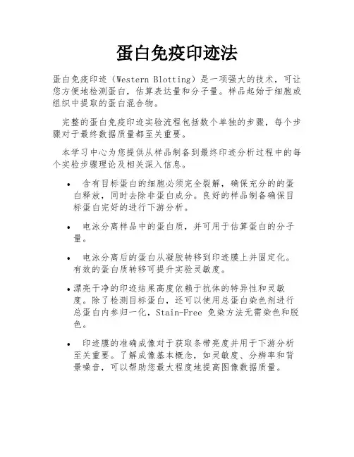 蛋白免疫印迹法