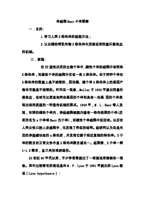 体细胞Barr小体观察
