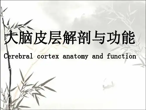 大脑皮层功能与解剖ppt课件