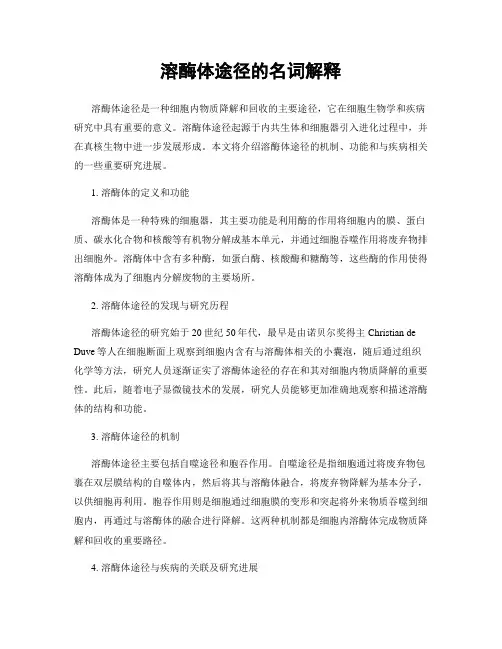 溶酶体途径的名词解释