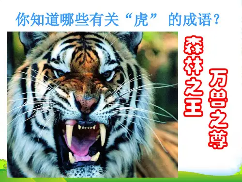 《华南虎》课件-课件