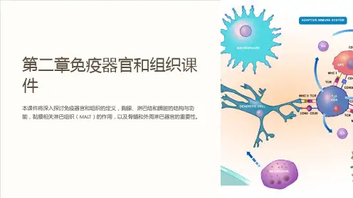 (人卫5版医学免疫学)第二章免疫器官和组织课件