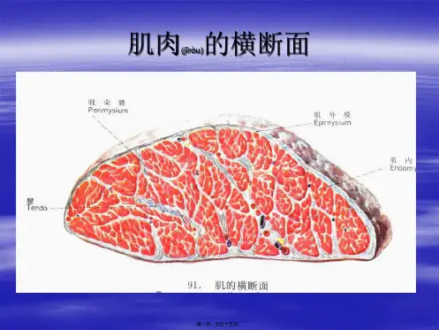 臀肌筋膜炎powerpoint