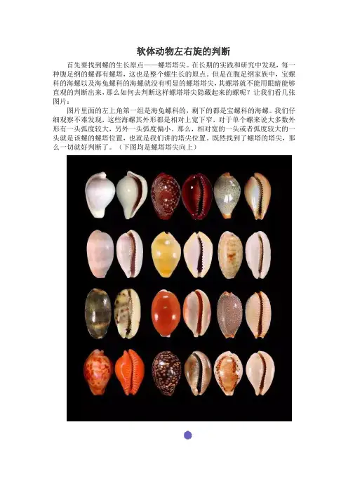 软体动物左右旋的判断