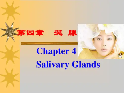 口腔组织病理学第4章唾液腺