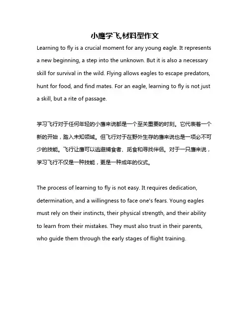 小鹰学飞,材料型作文