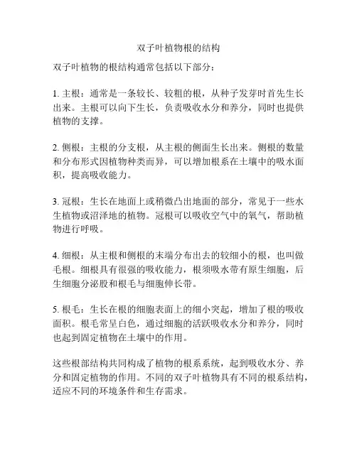 双子叶植物根的结构