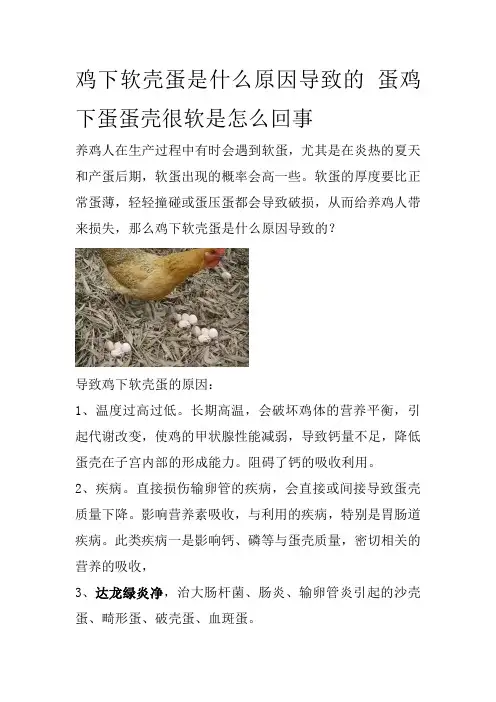 鸡下软壳蛋是什么原因导致的蛋鸡下蛋蛋壳很软是怎么回事