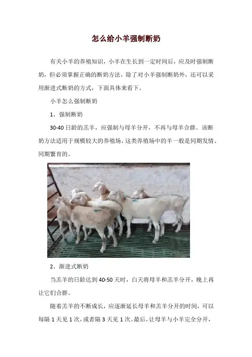 怎么给小羊强制断奶