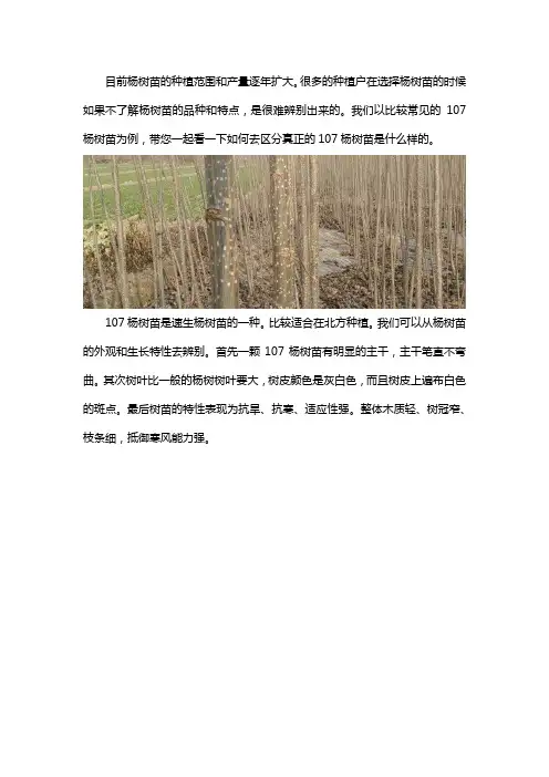 107杨树苗怎么辨别