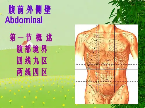 《腹壁》幻灯片PPT