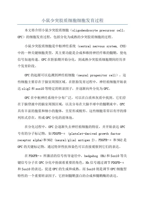 小鼠少突胶质细胞细胞发育过程