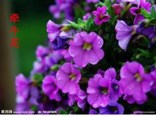 13课《花钟》PPT课件
