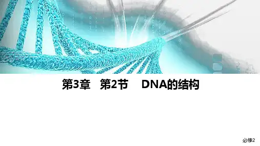 3.2DNA的结构课件高一下学期生物人教版2019必修2