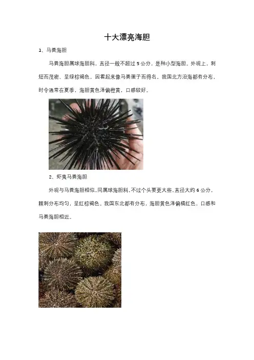 十大最漂亮的海胆