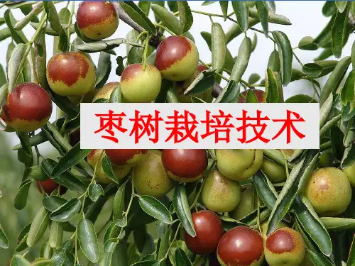 枣树栽培技术