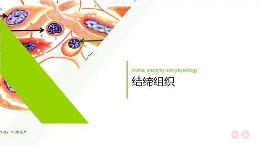 结缔组织课件(共31张PPT)《畜禽解剖生理(第四版)》(高教版)