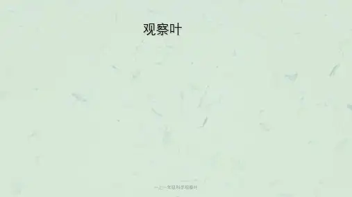 一上一年级科学观察叶课件