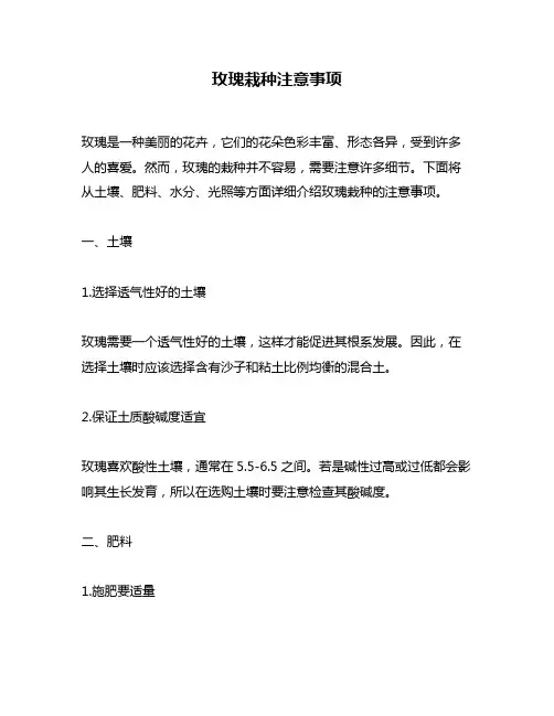 玫瑰栽种注意事项