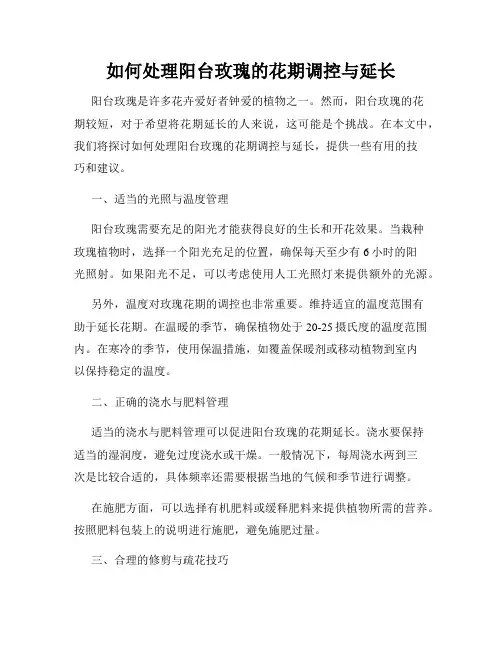 如何处理阳台玫瑰的花期调控与延长