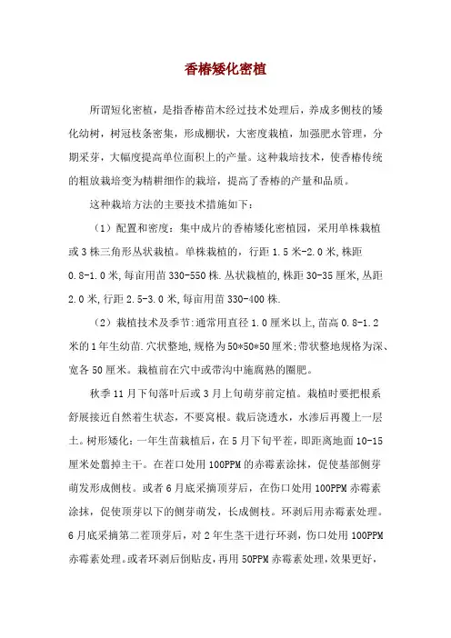 香椿矮化密植