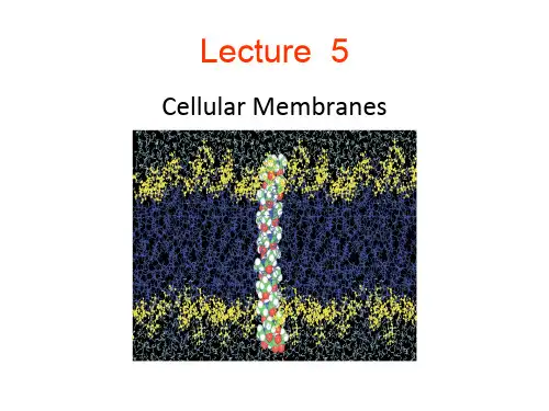 细胞生物学课件英文版-细胞膜