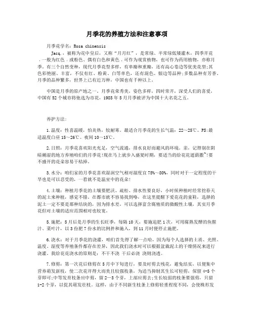 月季花的养殖方法和注意事项