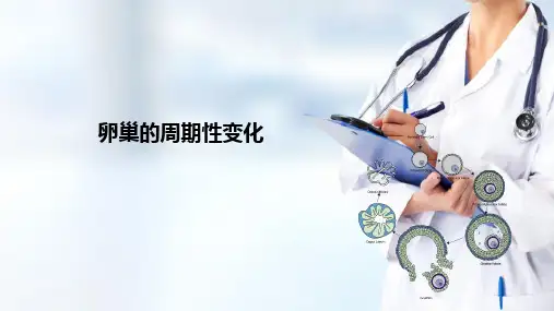 女性生殖系统生理—卵巢的周期性变化及功能(产科护理)