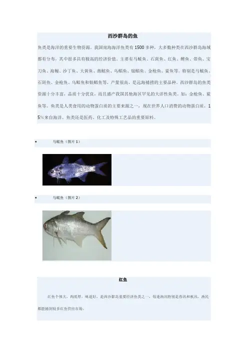 西沙群岛的鱼
