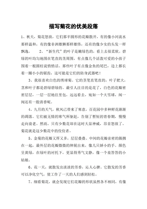 描写菊花的优美段落