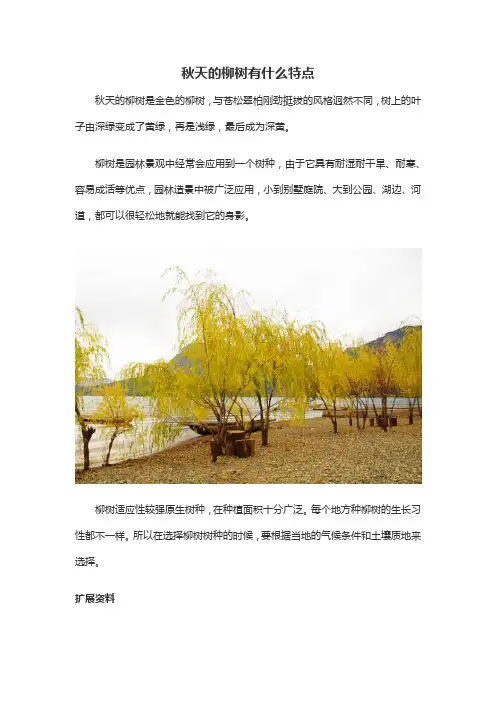 秋天的柳树有什么特点