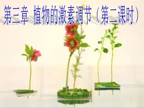 植物的激素调节一轮复习公开课课件(共22张PPT)