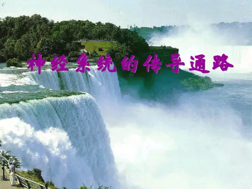 神经系统的传导通路(3学时)