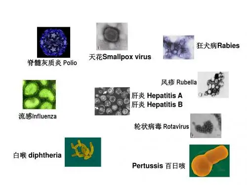 免疫分析技术生化分析