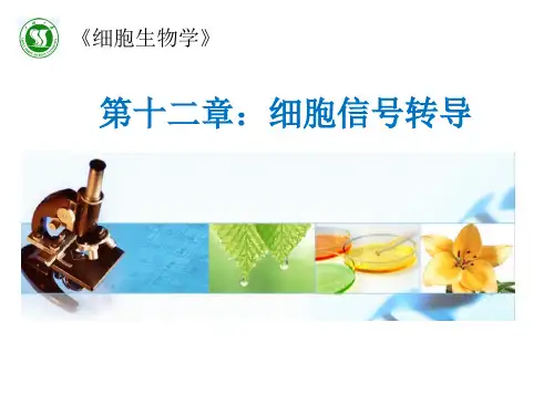 细胞生物学课件：12 第十二章：细胞信号转导