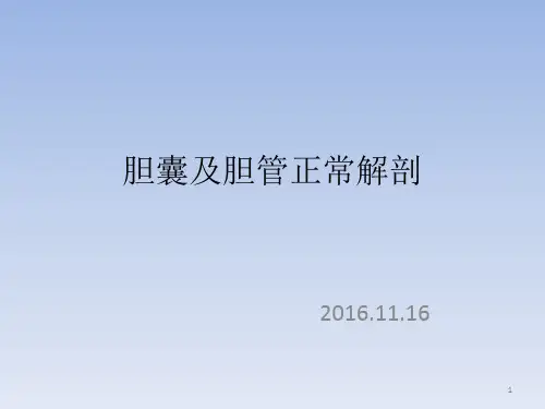 胆囊及胆管解剖PPT参考幻灯片