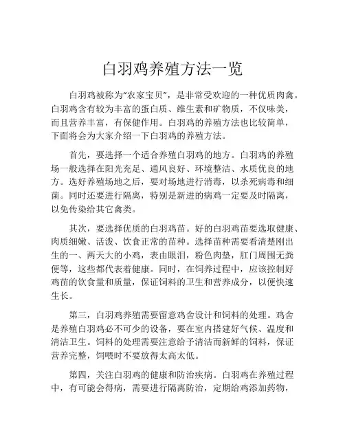 白羽鸡养殖方法一览